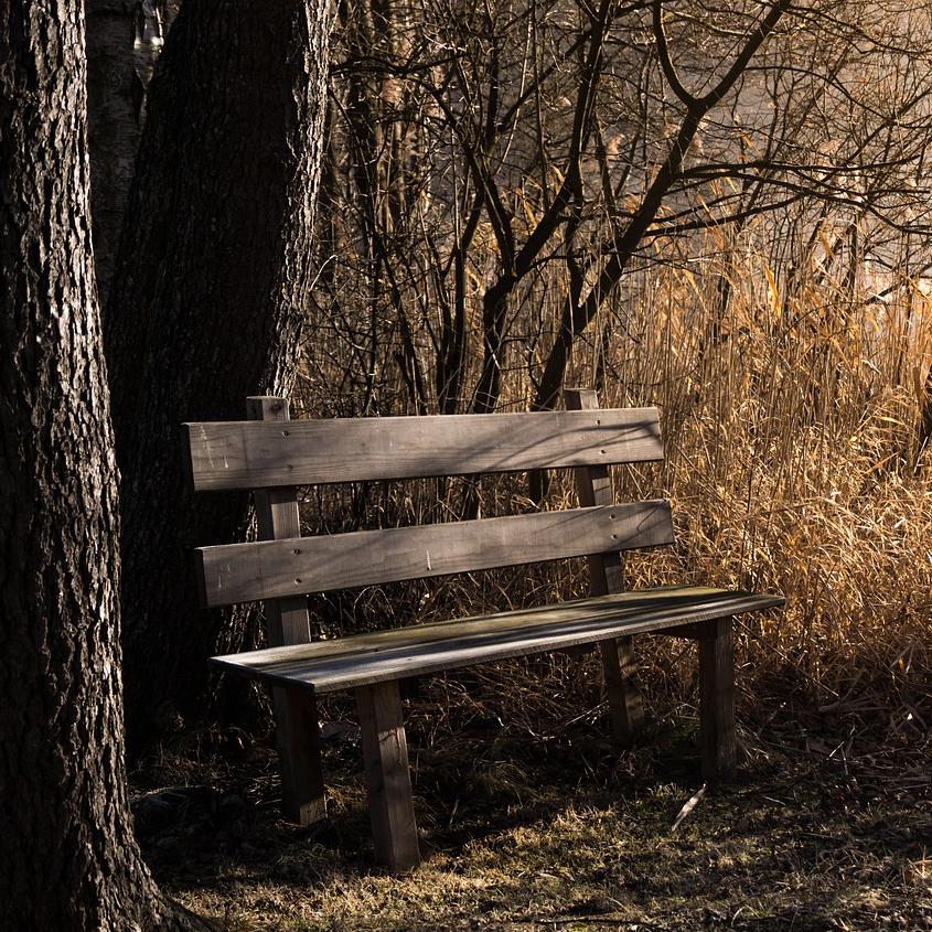 Bank im Wald