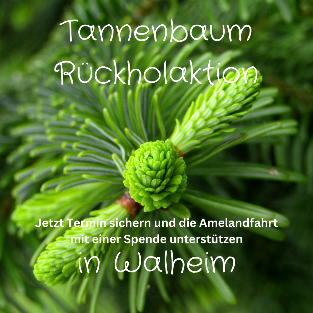 Tannenbaum Rückholaktion