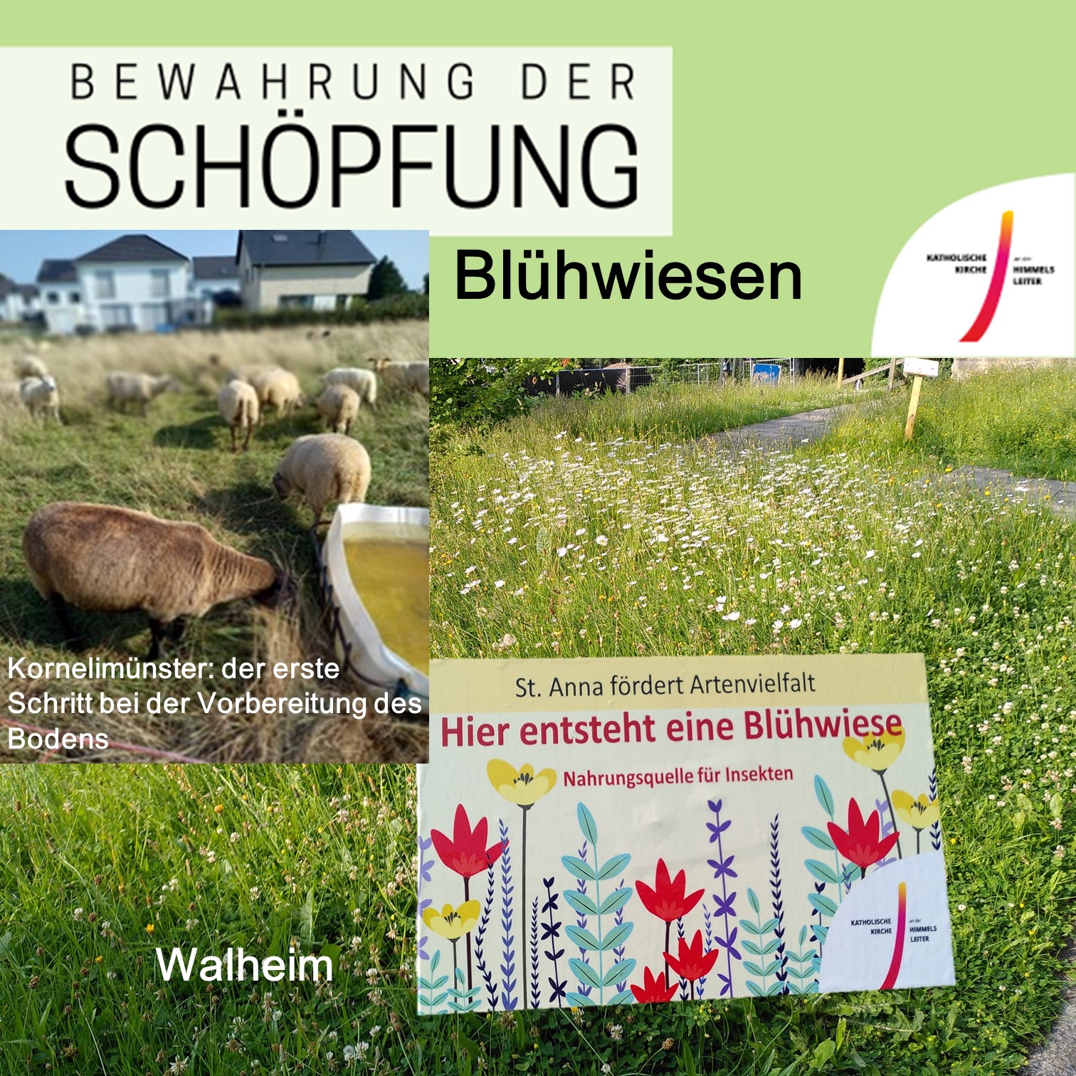 BDS_Newsletter Bild zu link Blühwiesen (c) Sabine Clemens, Veronika Rütters-Kreiten
