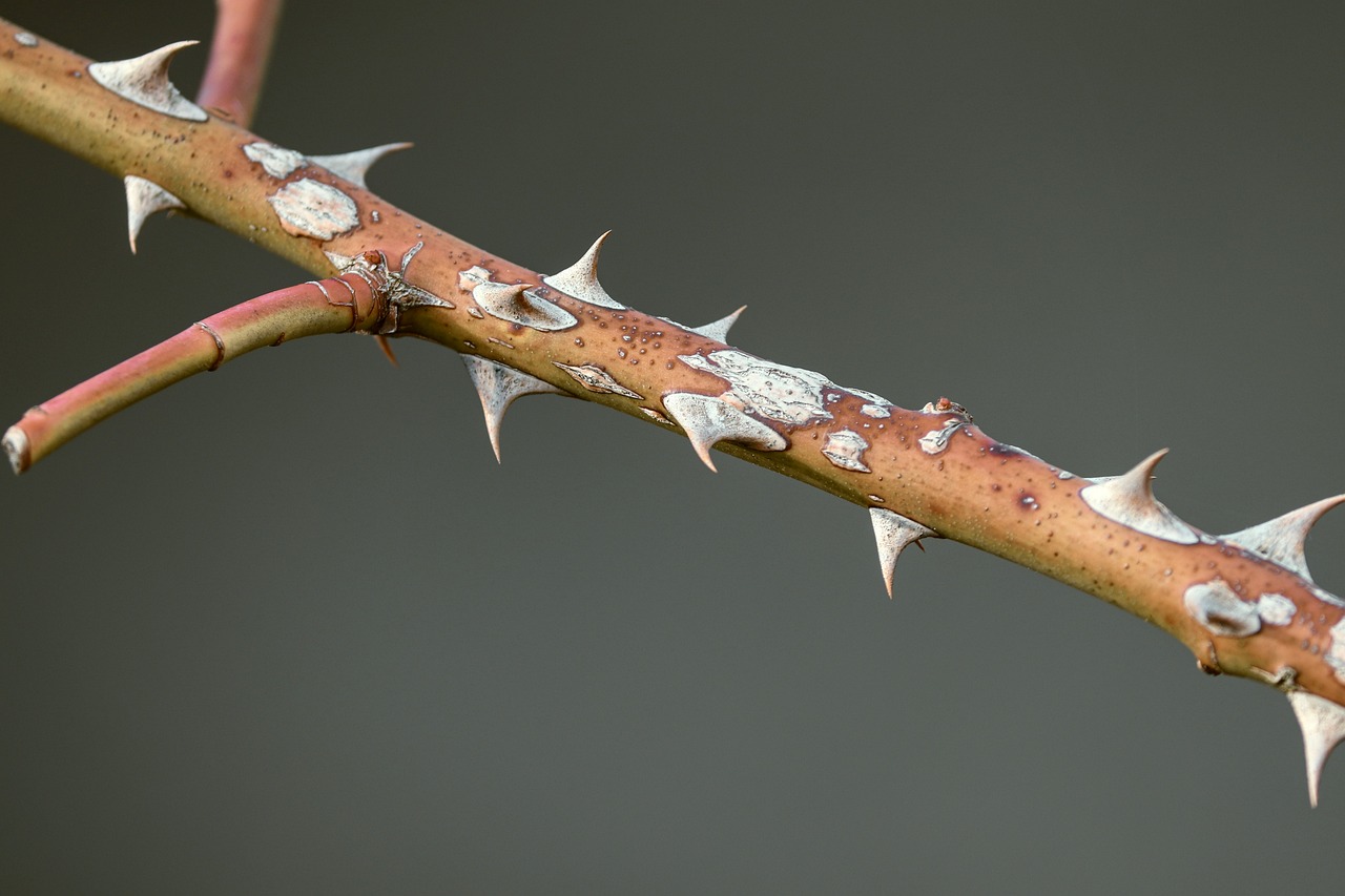 rose-branch (c) Manfred Richter auf Pixabay